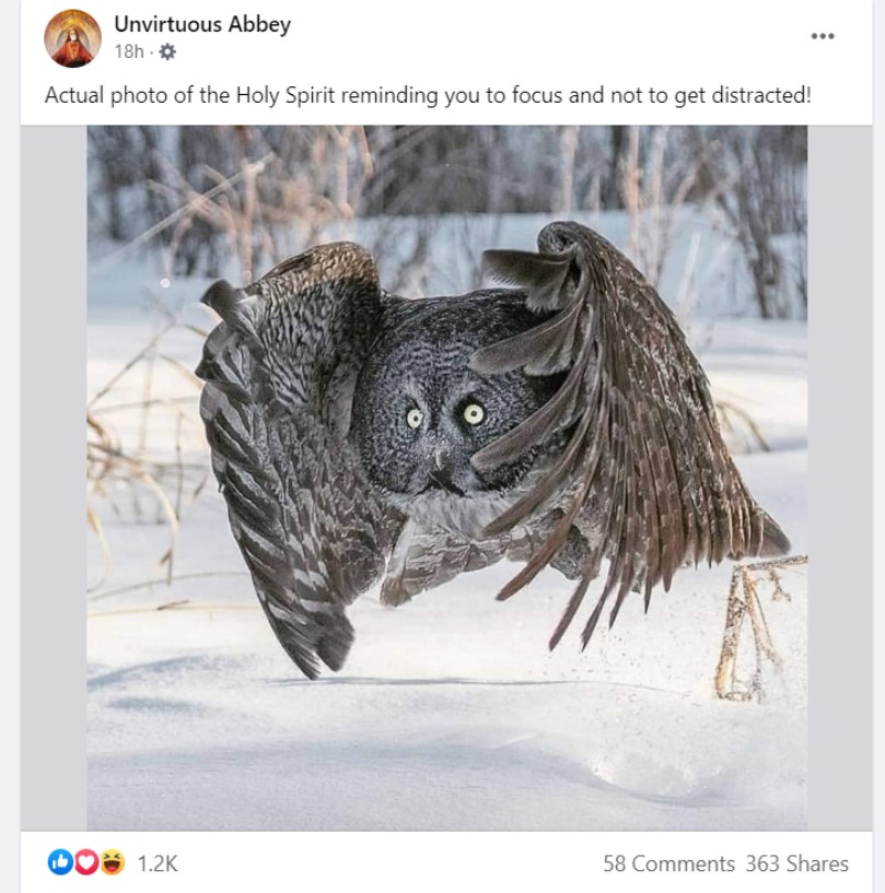 Owl