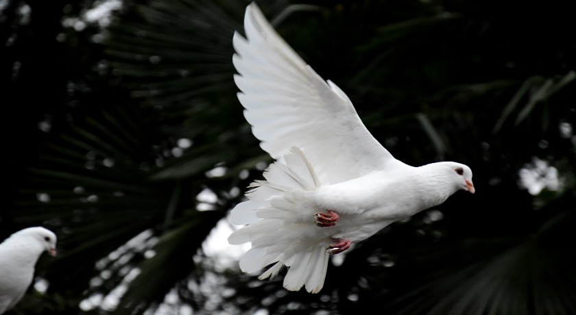 Two white doves flying by 卡晨 on Unsplash